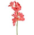 Floristik21 Orchidee Mokara Lachs 50cm 6St