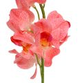 Floristik21 Orchidee Mokara Lachs 50cm 6St