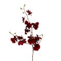 Floristik21 Orchidee Oncidium 70cm Dunkelrot 3St