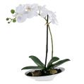 Floristik21 Orchidee Phalaenopsis in Schale Weiß H40cm