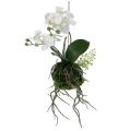 Floristik21 Orchidee Phalaenopsis zum Hängen H33cm Creme
