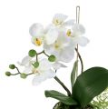 Floristik21 Orchidee Phalaenopsis zum Hängen H33cm Creme