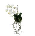 Floristik21 Orchidee Phalaenopsis zum Hängen H26cm Creme