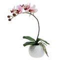 Floristik21 Orchidee Rosa im Keramiktopf 31cm