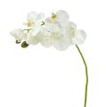 Floristik21 Orchidee Weiß künstlich L73cm 4St