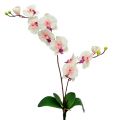 Floristik21 Orchidee mit 2 Zweigen 60cm Weiß-Rosa
