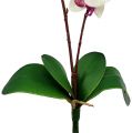 Floristik21 Orchidee mit 2 Zweigen 60cm Weiß-Rosa