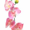 Floristik21 Orchidee Phalaenopsis künstlich Rosa 60cm