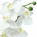 Floristik21 Orchidee Weiß 77cm