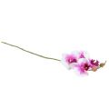Floristik21 Orchidee Künstliche Phalaenopsis 4 Blüten Weiß Pink 72cm
