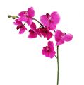 Floristik21 Orchidee Phalaenopsis Pink 75cm
