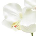 Floristik21 Orchidee Phalaenopsis künstlich 6 Blüten Weiß Creme 70cm