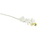 Floristik21 Orchidee Phalaenopsis künstlich 6 Blüten Weiß Creme 70cm