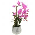 Floristik21 Orchidee im Topf Violett H55cm