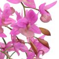 Floristik21 Orchidee im Topf Violett H55cm