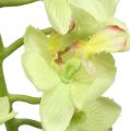 Floristik21 Orchidee 56cm Hellgrün
