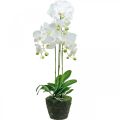 Floristik21 Künstliche Orchideen für den Topf Weiß 80cm