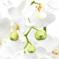 Floristik21 Künstliche Orchideen für den Topf Weiß 80cm