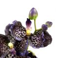 Floristik21 Orchidee Vanda künstlich Violett L 44cm