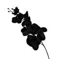 Floristik21 Orchidee schwarz L80cm