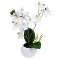Floristik21 Orchideen im Topf 30cm Weiß