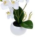 Floristik21 Orchideen im Topf 30cm Weiß