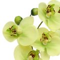 Floristik21 Orchideen im Topf Grün H30cm