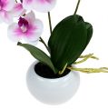 Floristik21 Orchideen im Topf H30cm Weiß-Rosa