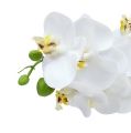 Floristik21 Orchideenzweig Weiß L58cm