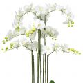 Floristik21 Orchidee Weiß auf Erdballen 118cm