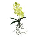 Floristik21 Orchidee mit Wurzeln Hellgrün L43cm