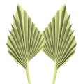 Floristik21 Palmspear Apfelgrün weißgewaschen 65St