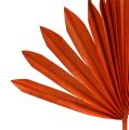 Floristik21 Palmspear Sun Orange 30St