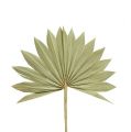Floristik21 Palmspear Sun mini Natur 50St
