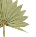 Floristik21 Palmspear Sun mini Natur 50St