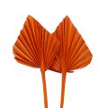 Floristik21 Palmspear mini Orange 100St