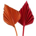 Floristik21 Palmspear sortiert Rot/Orange 50St