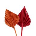 Floristik21 Palmspear mini sort. Rot/Orange 100St