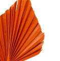 Floristik21 Palmspear Orange 65St