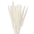 Floristik21 Pampasgras Trockenblumen Creme 70cm 15 Stiele