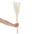 Pampasgras Trockenblumen Creme 70cm 15 Stiele | Floristik21.de