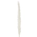 Pampasgras Trockenblumen Creme