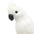 Floristik21 Papageien mit Federn Weiß Künstlicher Kakadu Deko-Vogel 4St