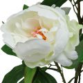 Floristik21 Künstliche Paeonia, Pfingstrose im Topf, Dekopflanze Weiß blühend H57cm