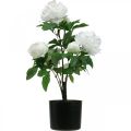 Floristik21 Künstliche Paeonia, Pfingstrose im Topf, Dekopflanze Weiß blühend H57cm