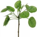 Floristik21 Peperomia Künstliche Grünpflanze mit Blättern 30cm