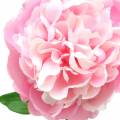 Floristik21 Pfingstrose Kunstblume mit Blüte und Knospe Rosa 68cm