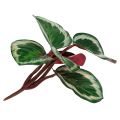 Floristik21 Pflanze Tropical Grün, Pink 20cm