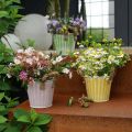 Floristik21 Deko-Topf, Metalleimer zum Bepflanzen, Pflanzgefäß mit Henkeln, Rosa/Grün/Gelb Shabby Chic Ø14,5cm H13cm 3er-Set