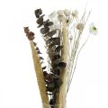 Floristik21 Trockenblumen Strauß mit Eukalyptus Weiß DIY Box H30-35cm